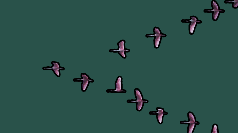 Vogelschwarm im Flug